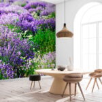 Fototapeten Feld mit violetten Blumen