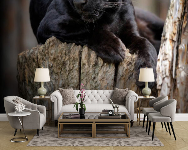 Schwarzer Panther auf einem Baumstumpf liegend Fototapeten Schwarzer Panther auf einem Baumstumpf liegend