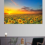 Wandbilder Sonnenblumenfeld