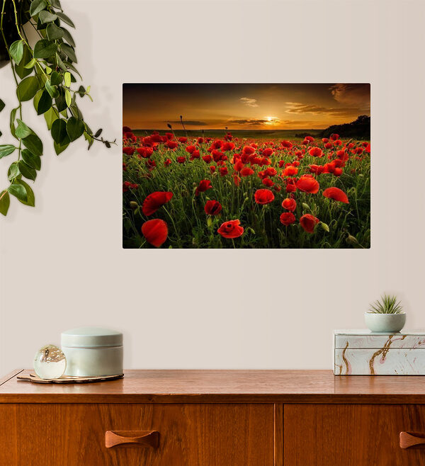 Rote Mohnblumen unter dem Himmel bei Sonnenuntergang Wandbilder Rote Mohnblumen unter dem Himmel bei Sonnenuntergang