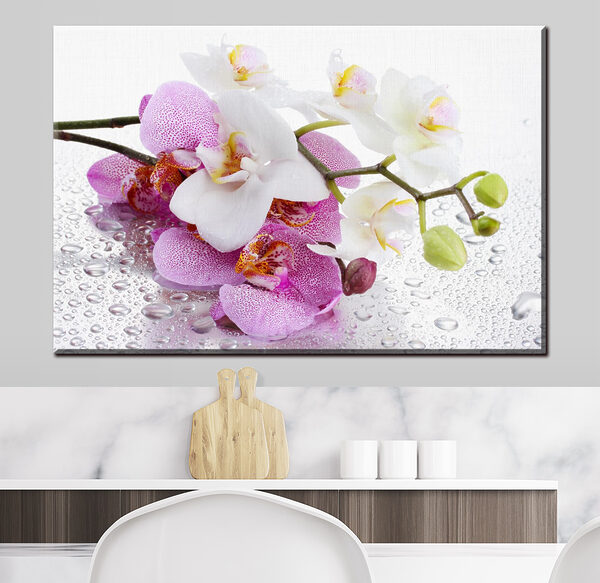 Orchideen mit Wassertropfen leuchten Wandbilder Orchideen mit Wassertropfen leuchten