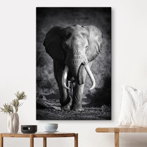 Ein Elefant mit Stoßzähnen geht Wandbilder Ein Elefant mit Stoßzähnen geht