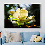 Wandbilder Vom Sonnenlicht beleuchtete Magnolie