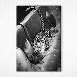 Wandbilder Leopard liegend auf einer Couch