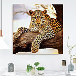 Wandbilder Leopard auf einem Baumast liegend