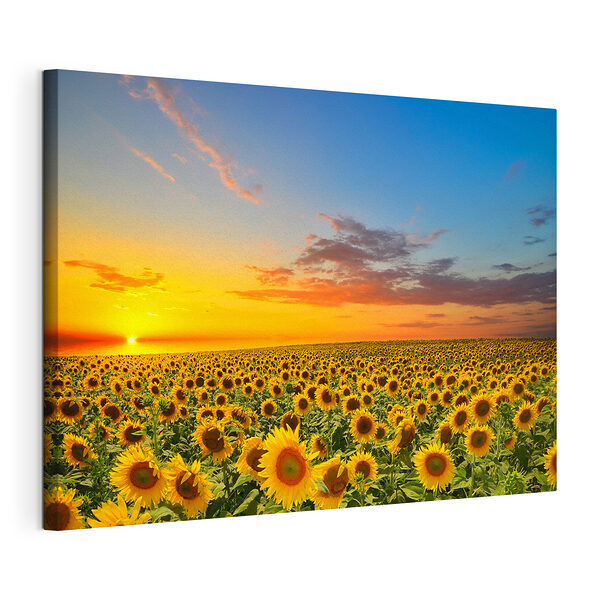 Wandbilder Sonnenblumenfeld