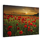 Wandbilder Rote Mohnblumen unter dem Himmel bei Sonnenuntergang
