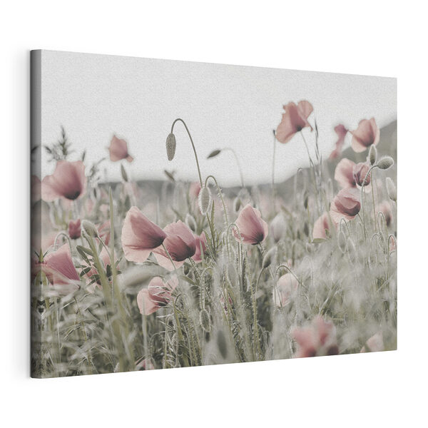 Wandbilder Feld mit zartrosa Mohnblumen