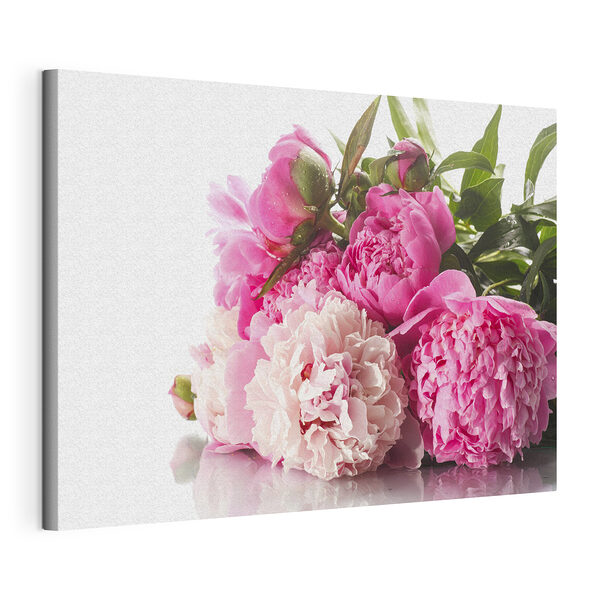 Wandbilder Leuchtend rosa und weiße Pfingstrosen