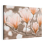 Wandbilder Blühende Magnolienblüten im Frühling