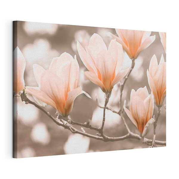 Wandbilder Blühende Magnolienblüten im Frühling