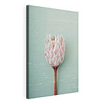 Wandbilder Protea-Blüte vor blauem Hintergrund