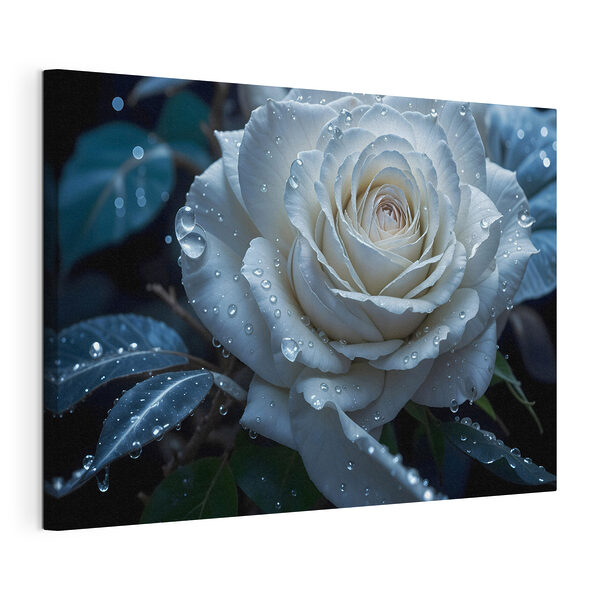 Wandbilder Wandbilder Weiße Rose mit Wassertropfen darauf (Artikelnummer: s41723)