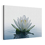Wandbilder Weiße Blume im Wasser