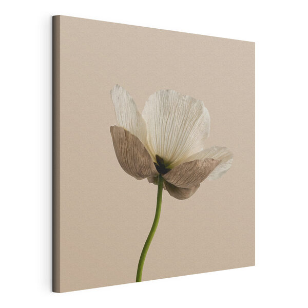 Wandbilder Wandbilder Weiße Blume mit braunen Blütenblättern (Artikelnummer: s49718)