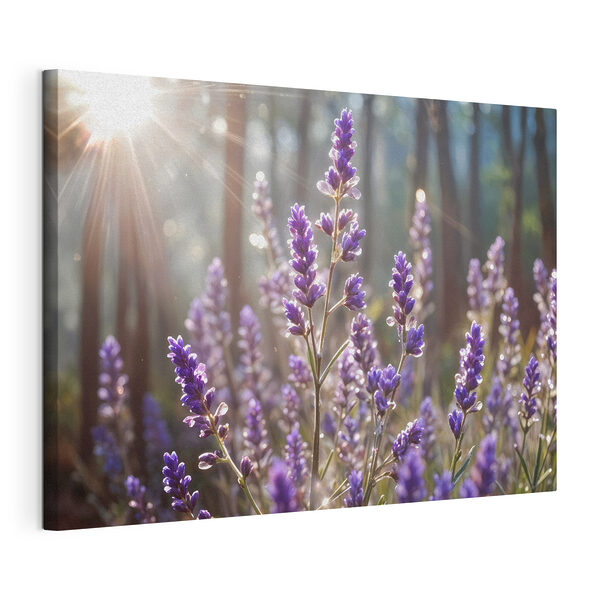 Sonnenlicht badet Lavendel im Wald Wandbilder Sonnenlicht badet Lavendel im Wald