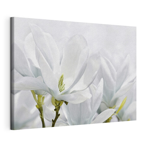 Wandbilder Die weiße Magnolie blüht im Frühjahr